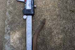 Liophidium torquatum