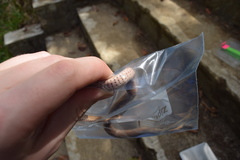 Liophidium torquatum