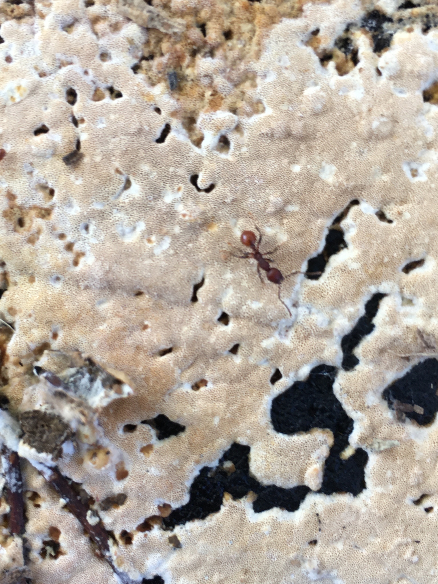 Aphaenogaster tennesseensis