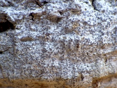 Lecanographa lyncea