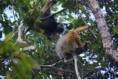Propithecus diadema