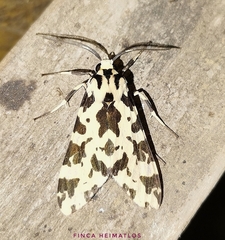 Eucereon consorta
