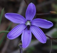 Agrostocrinum hirsutum