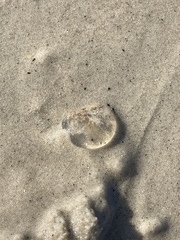 Polyorchis penicillatus