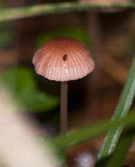 Mycena rosella
