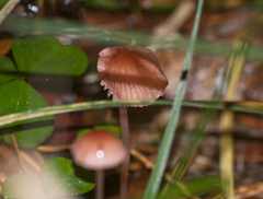 Mycena rosella