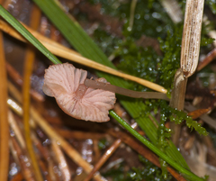 Mycena rosella