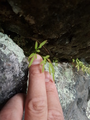 Cryptogramma stelleri