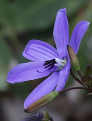 Agrostocrinum hirsutum