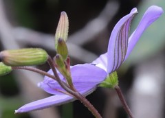 Agrostocrinum hirsutum