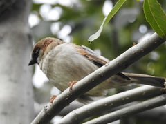 Passer domesticus