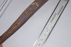 Thamnosophis infrasignatus