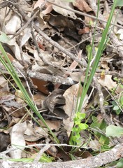 Agrostocrinum hirsutum