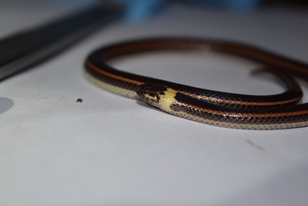 Jan's Snake