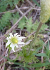Anemone decapetala