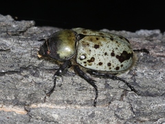 Dynastes grantii