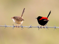 Red-Backed Fairywren photo 5