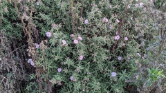 Cistus × skanbergii