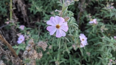 Cistus × skanbergii