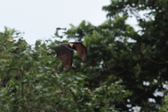 Pteropus tonganus