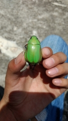 Chrysina macropus