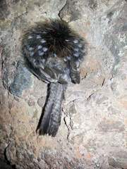 Thryomanes bewickii