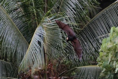 Pteropus tonganus