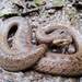 Two-lined Mexican Earth Snake - Photo (c) sierra de Guadalupe y la Armella, some rights reserved (CC BY-NC)