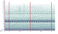 Anaxipha tinnulacita