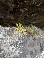 Cryptogramma stelleri