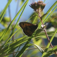 Paramacera xicaque xicaque