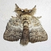 Euglyphis lanea - Photo no rights reserved, uploaded by Ferhat Gundogdu