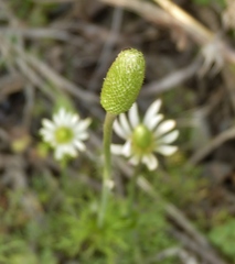 Anemone decapetala