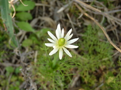 Anemone decapetala