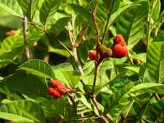 Cupania