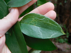 Marmara smilacisella