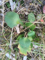 Ranunculus rhomboideus