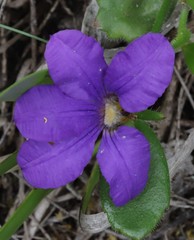 Scaevola calliptera