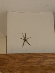 Pisaurina
