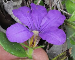 Scaevola calliptera