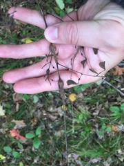 Neolasioptera desmodii