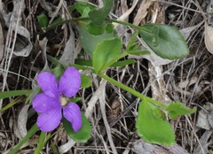 Scaevola calliptera