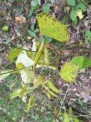 Neolasioptera desmodii