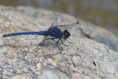 Trithemis furva