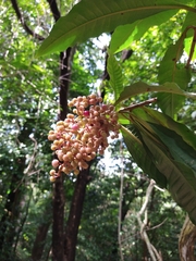 Parathesis donnell-smithii