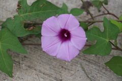 Ipomoea cordatotriloba