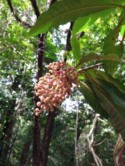 Parathesis donnell-smithii