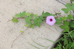 Ipomoea cordatotriloba