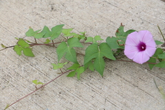 Ipomoea cordatotriloba