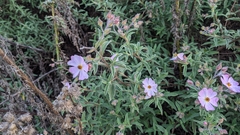 Cistus × skanbergii